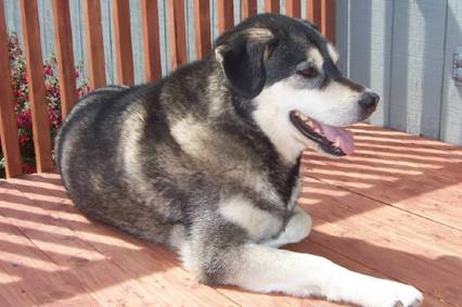 Kodiak