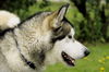 Kody