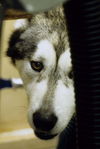 Kody
