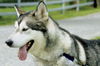 Kody