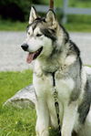 Kody