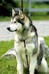 Kody