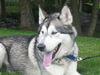 Kody