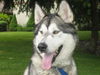 Kody