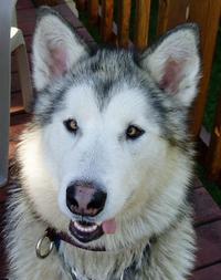 Koda