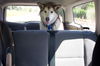 Koda