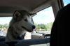 Koda