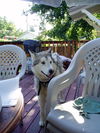 Koda