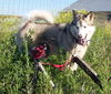 Koda