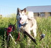Koda