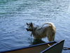 Koda