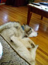 Koda