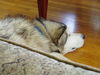 Koda