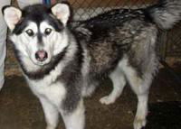 Meisha