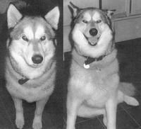 Mishka