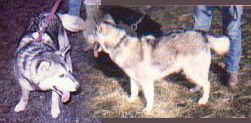Nick