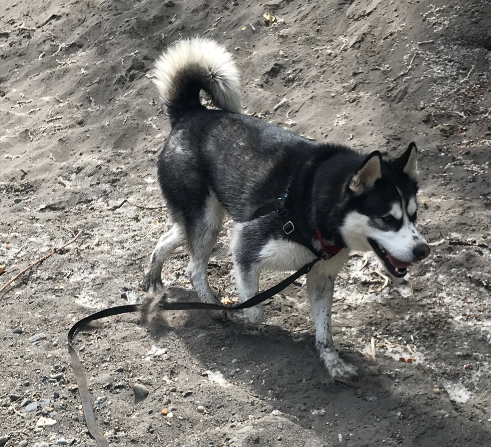 dog-image