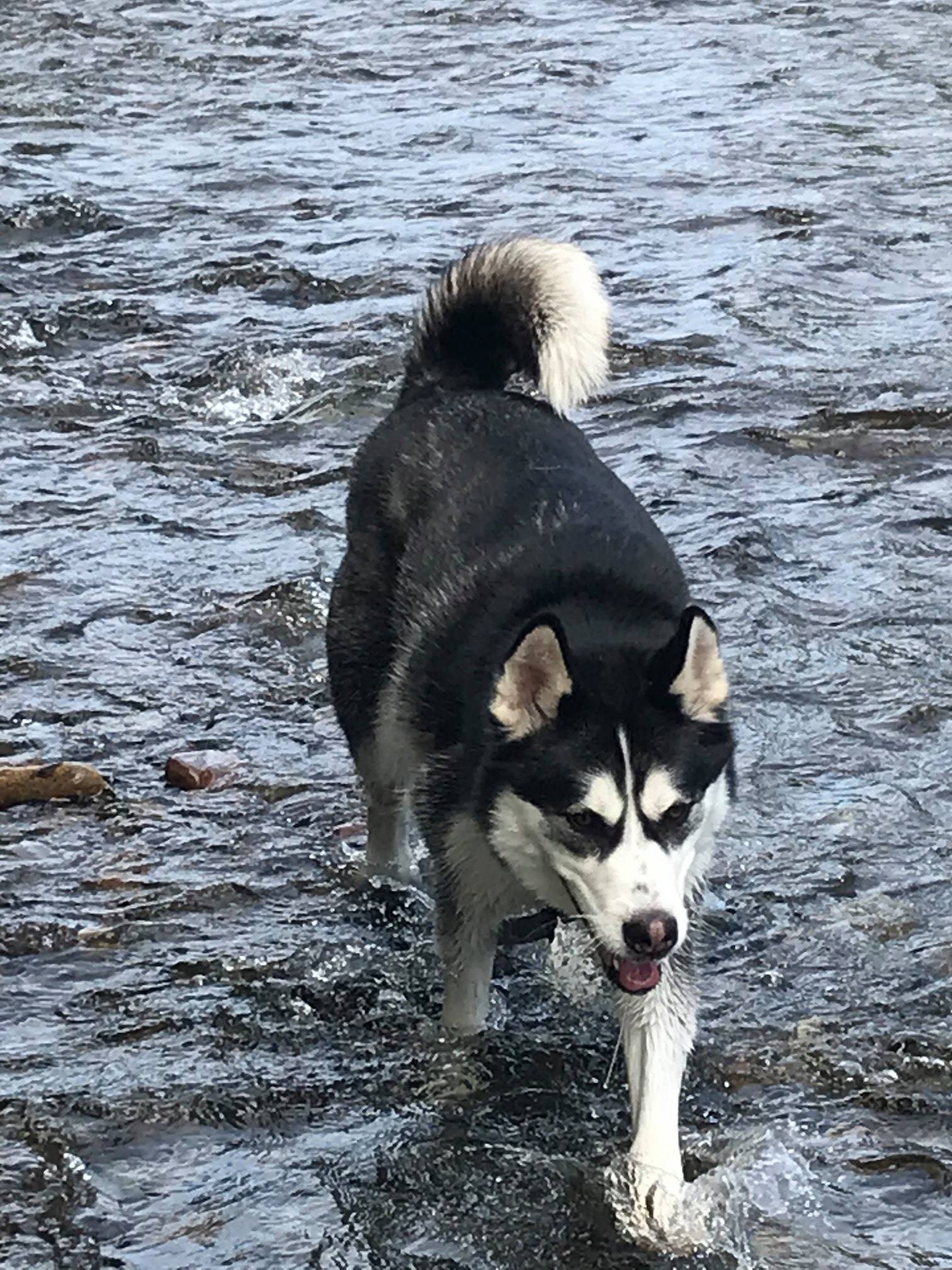 Tyson (renamed Spirit)