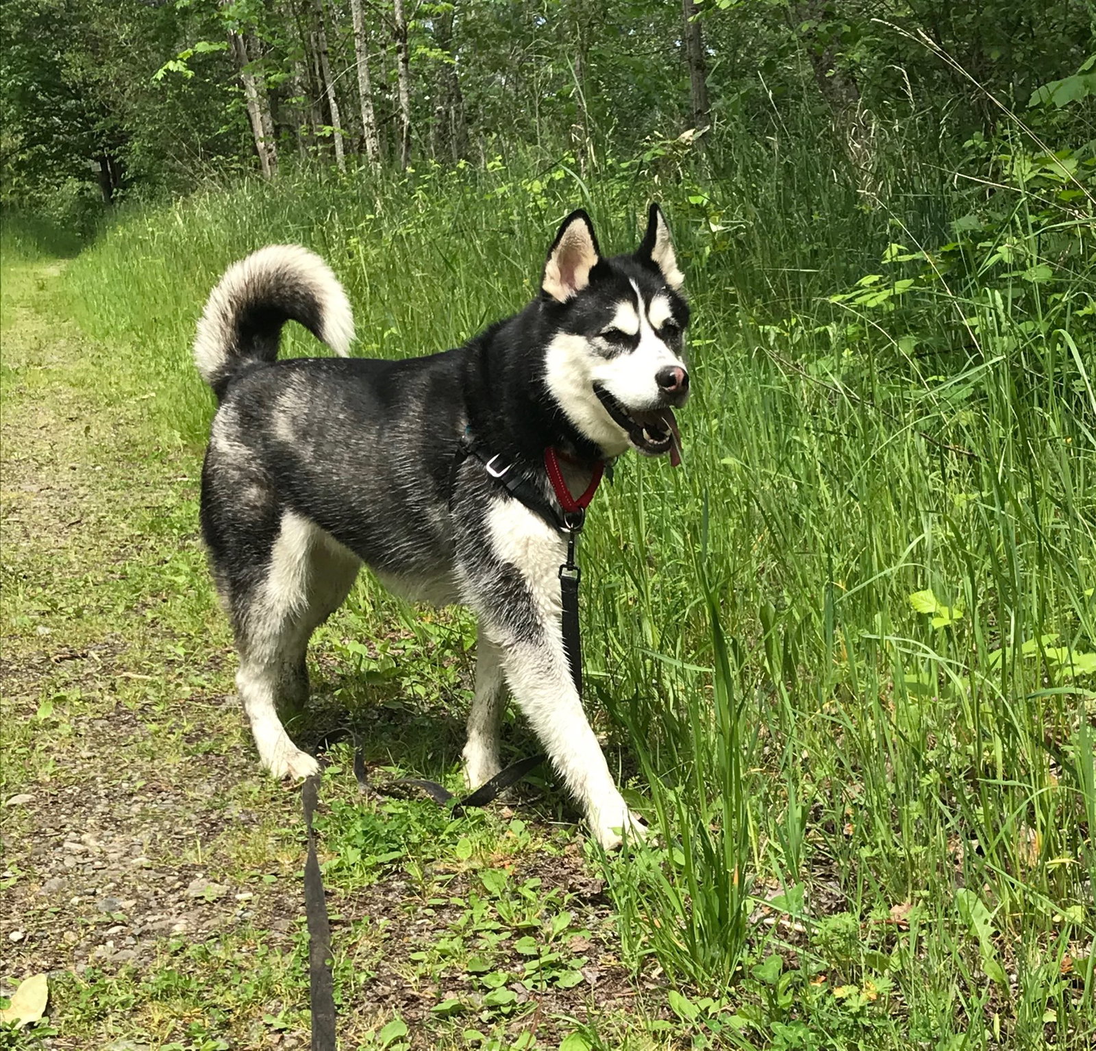 dog-image