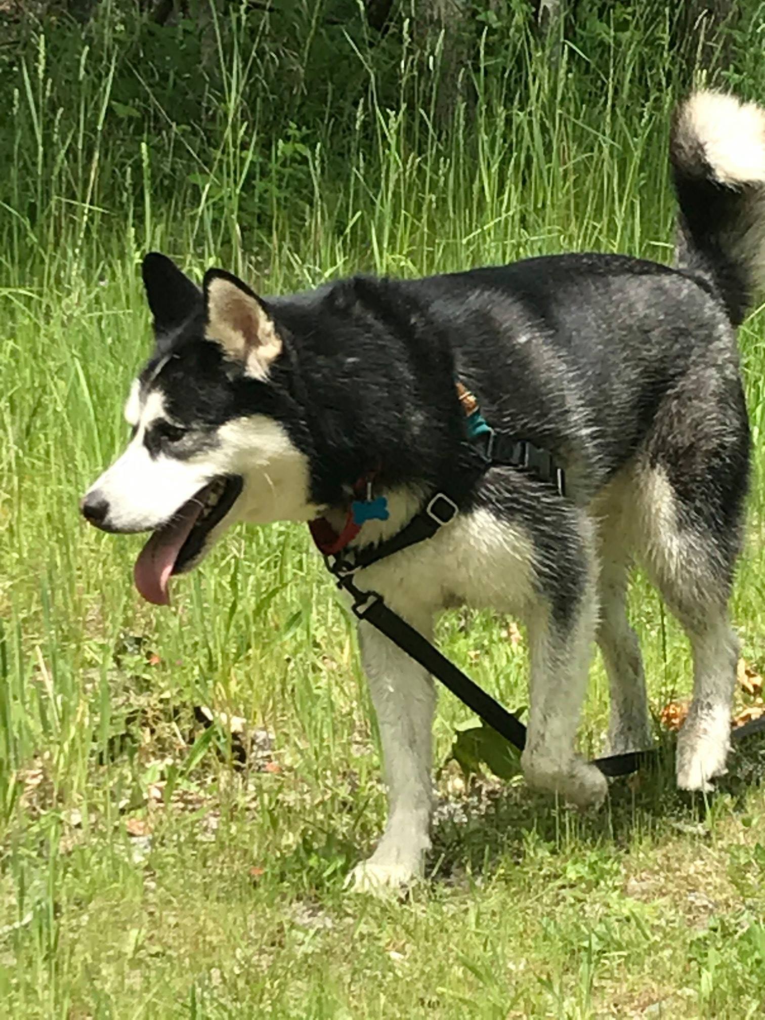 dog-image