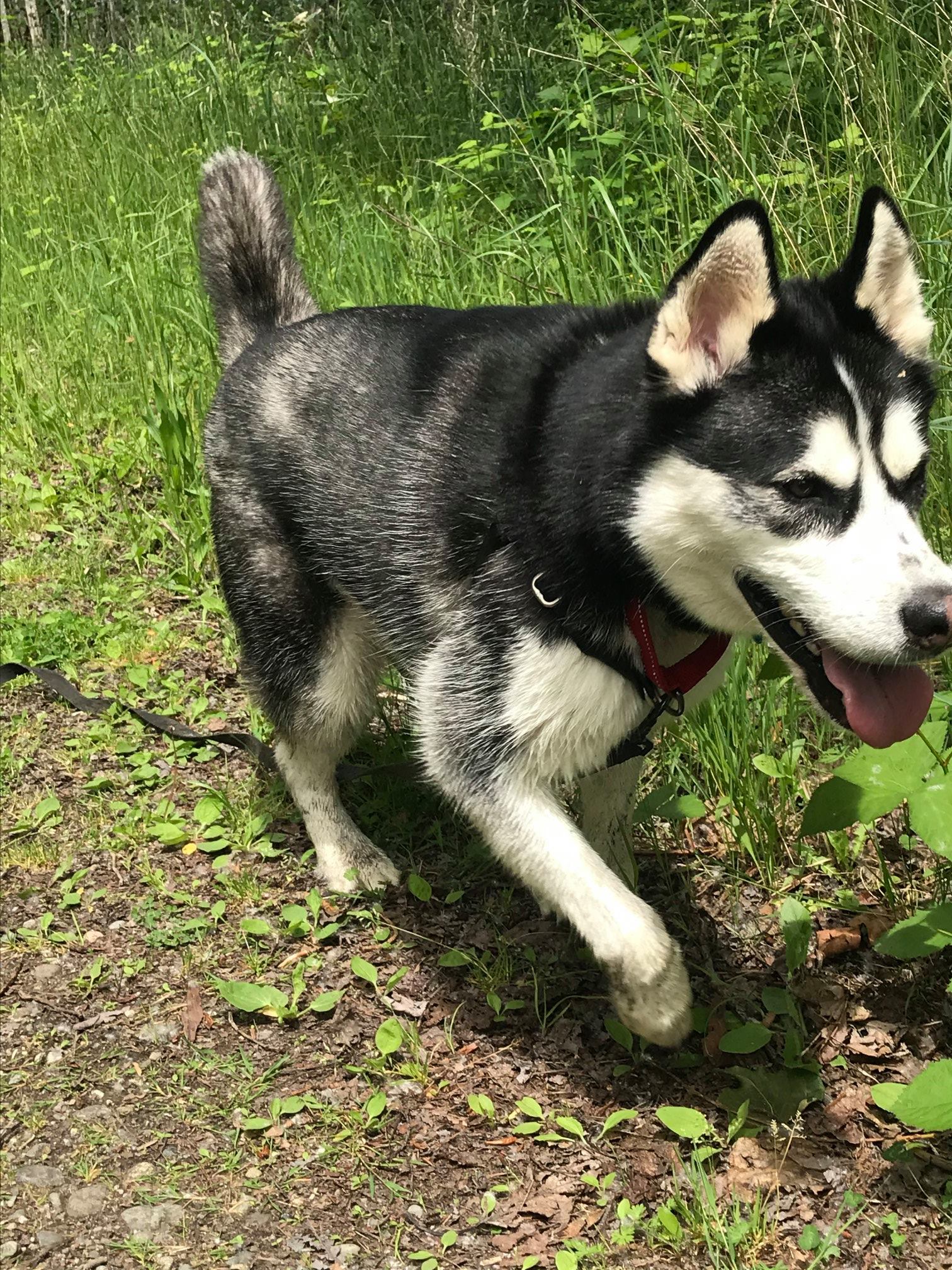 dog-image