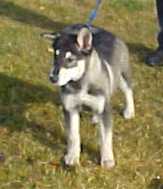 Holly