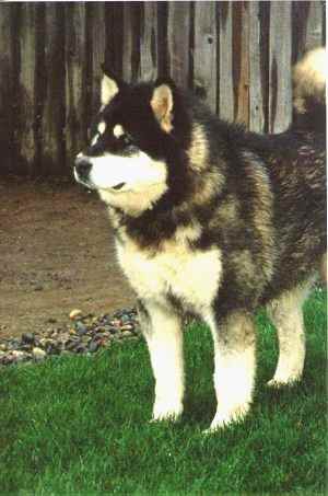 Kodiak