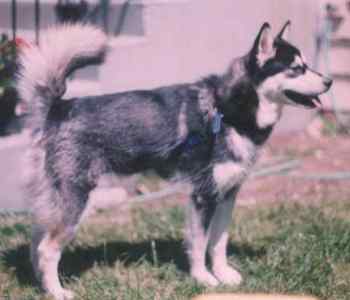 Misha