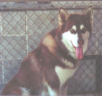 Kodiak