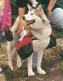 Kimmi