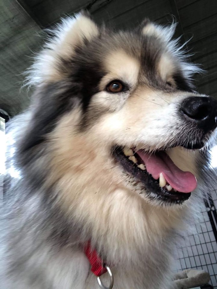 dog-image