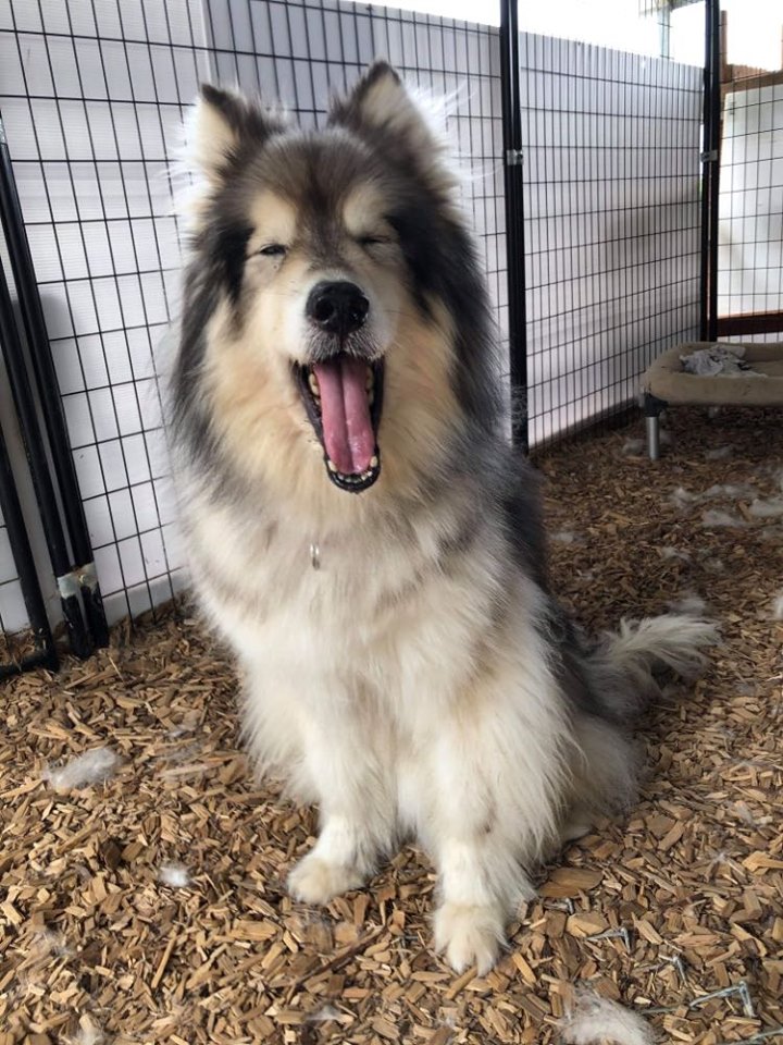 dog-image