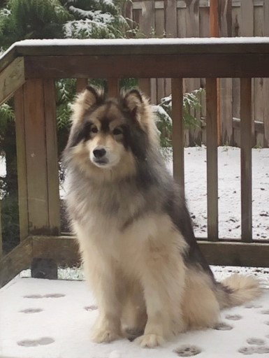 dog-image