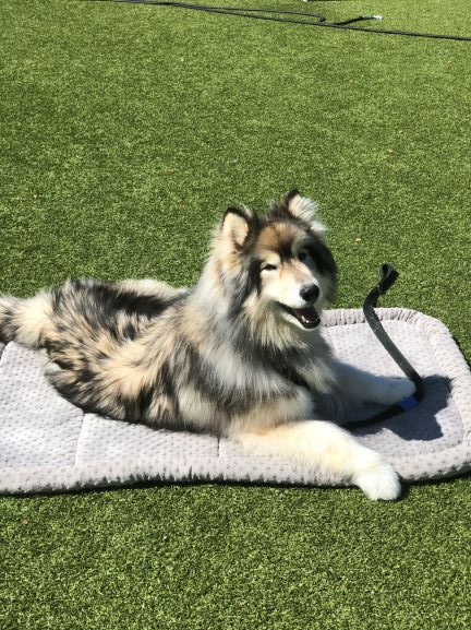 dog-image