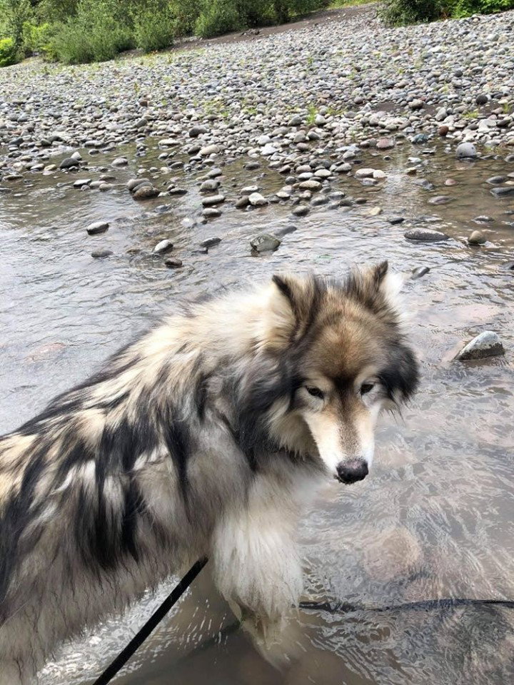 dog-image