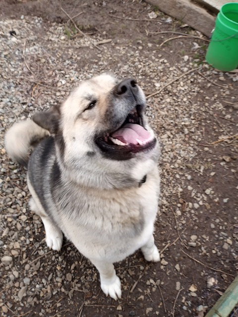 dog-image