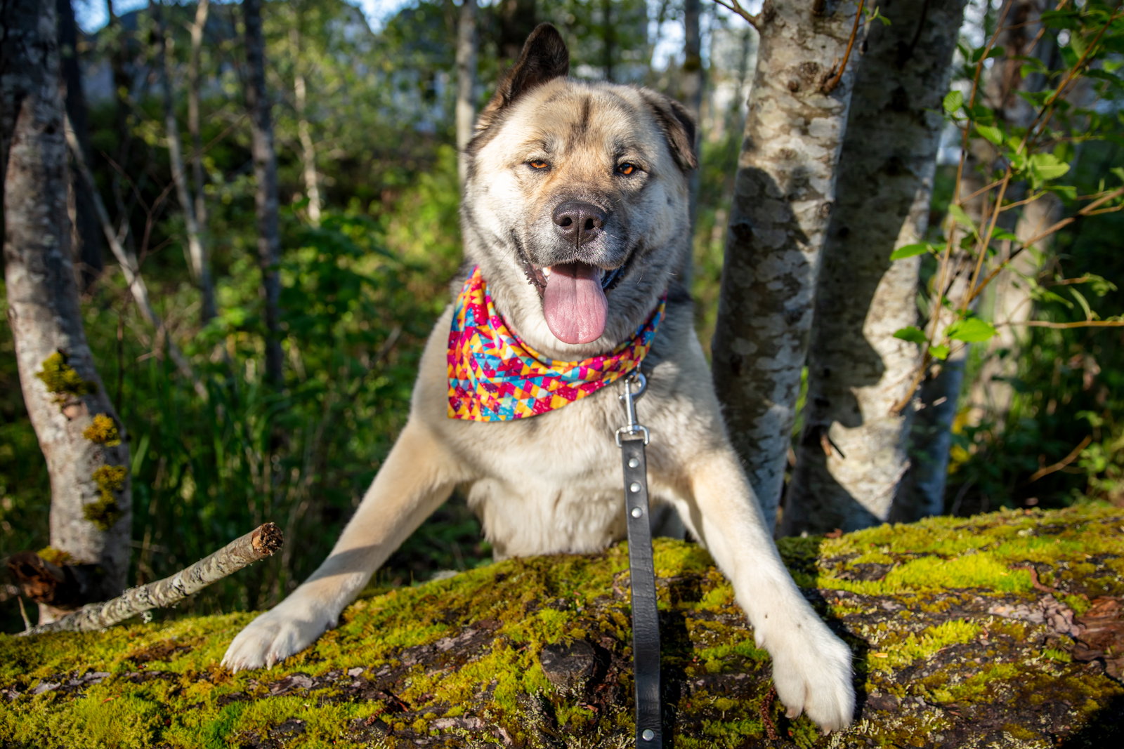 dog-image