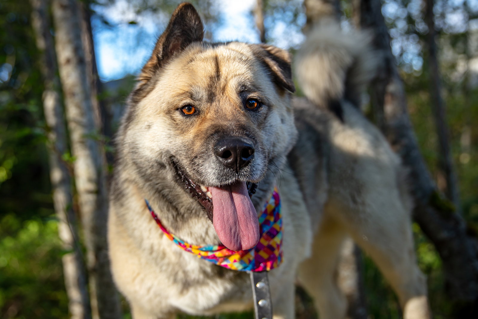 dog-image