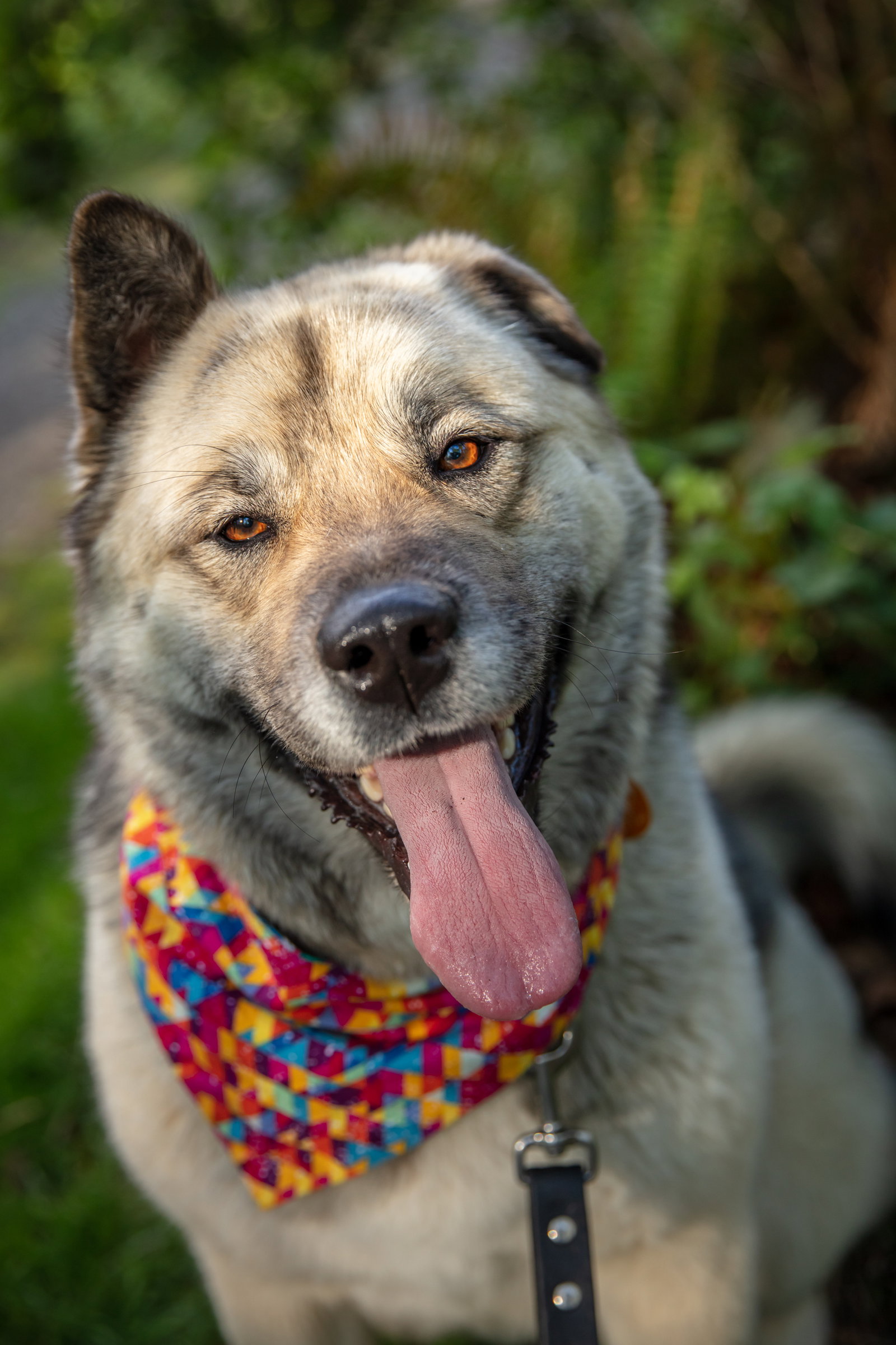 dog-image