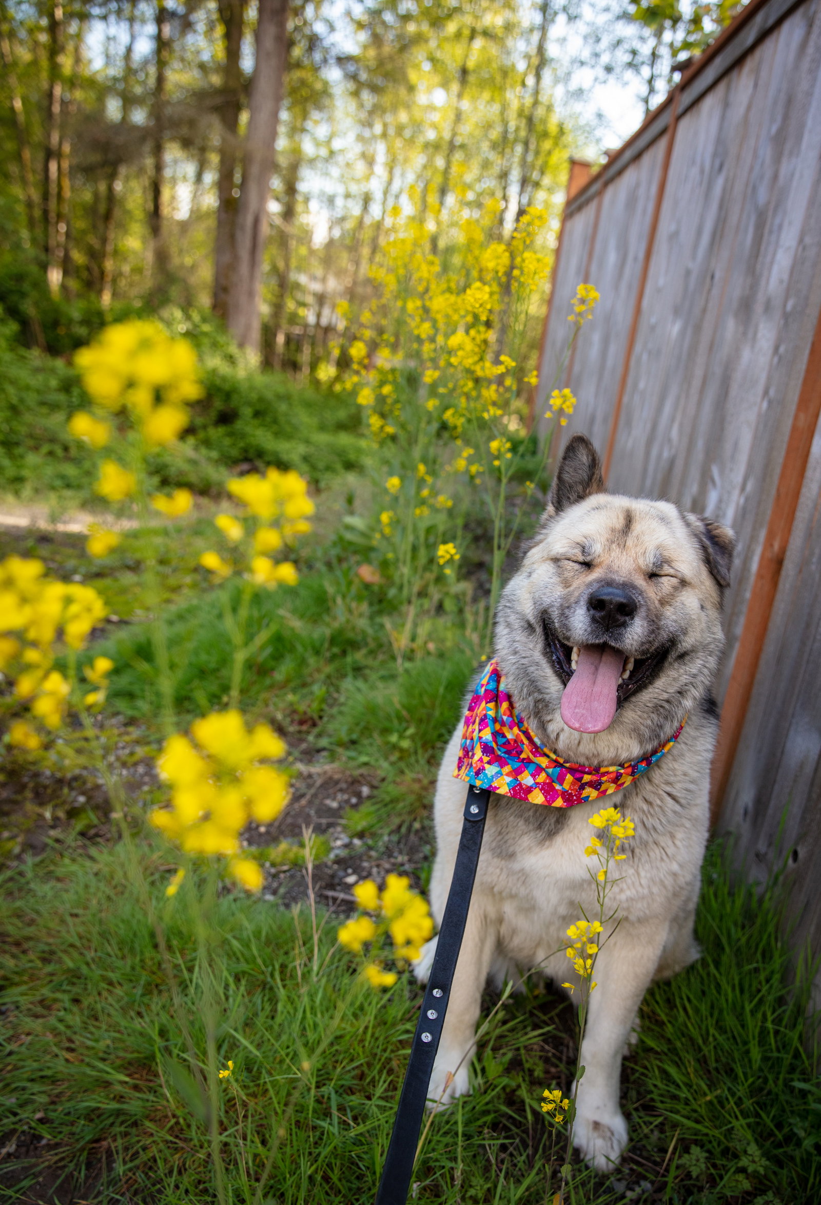 dog-image