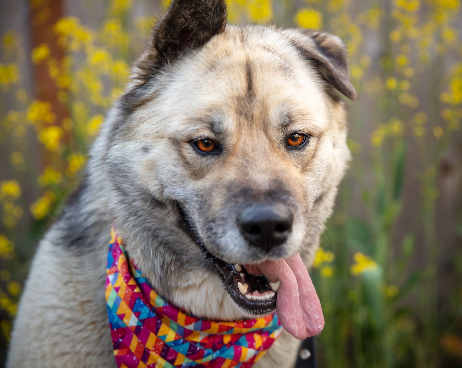 dog-image