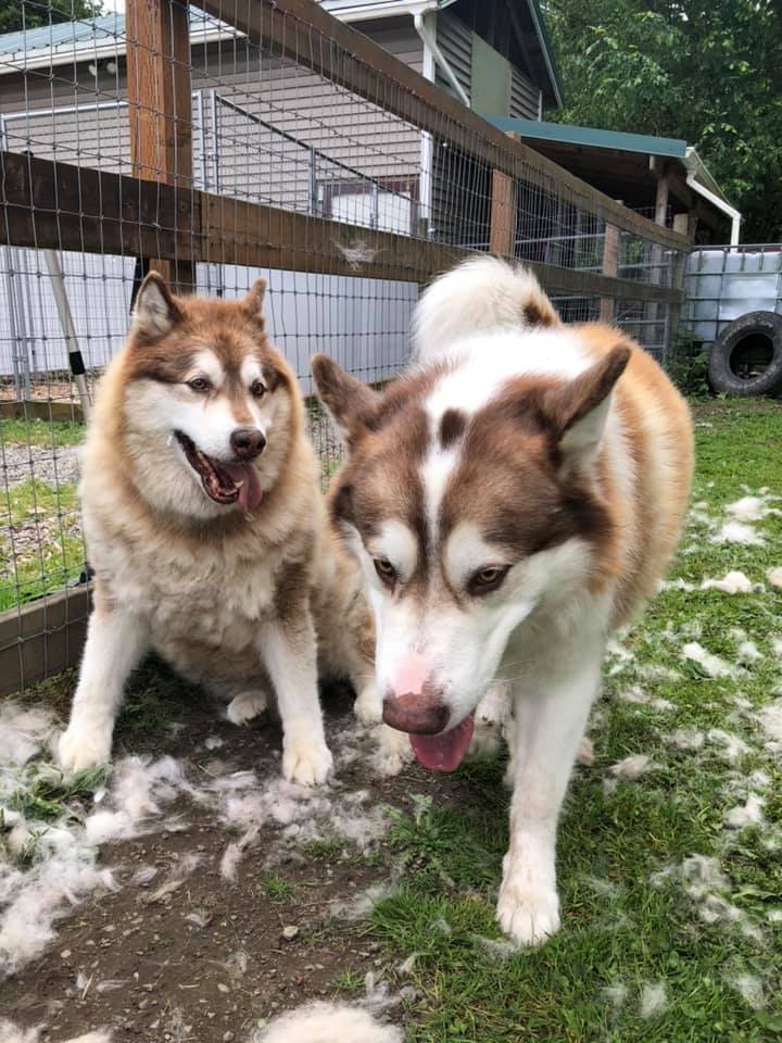 dog-image