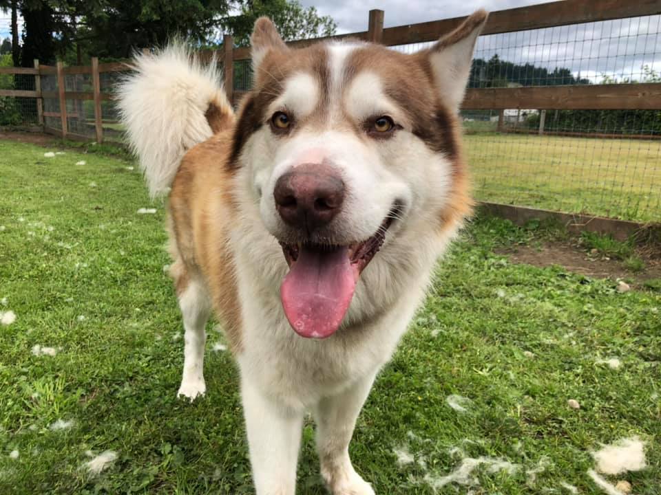 dog-image