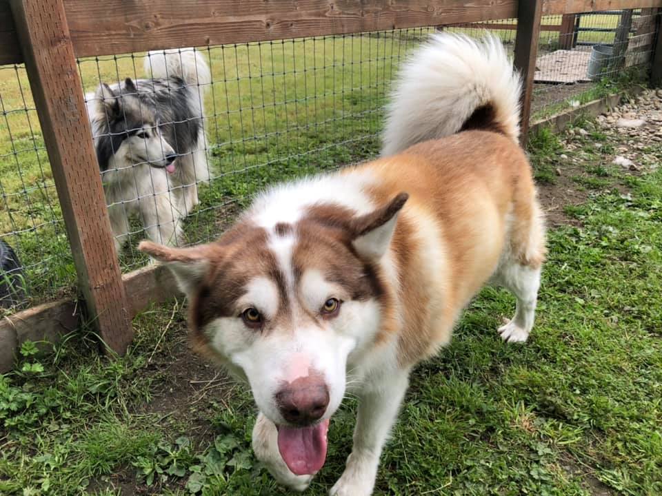 dog-image