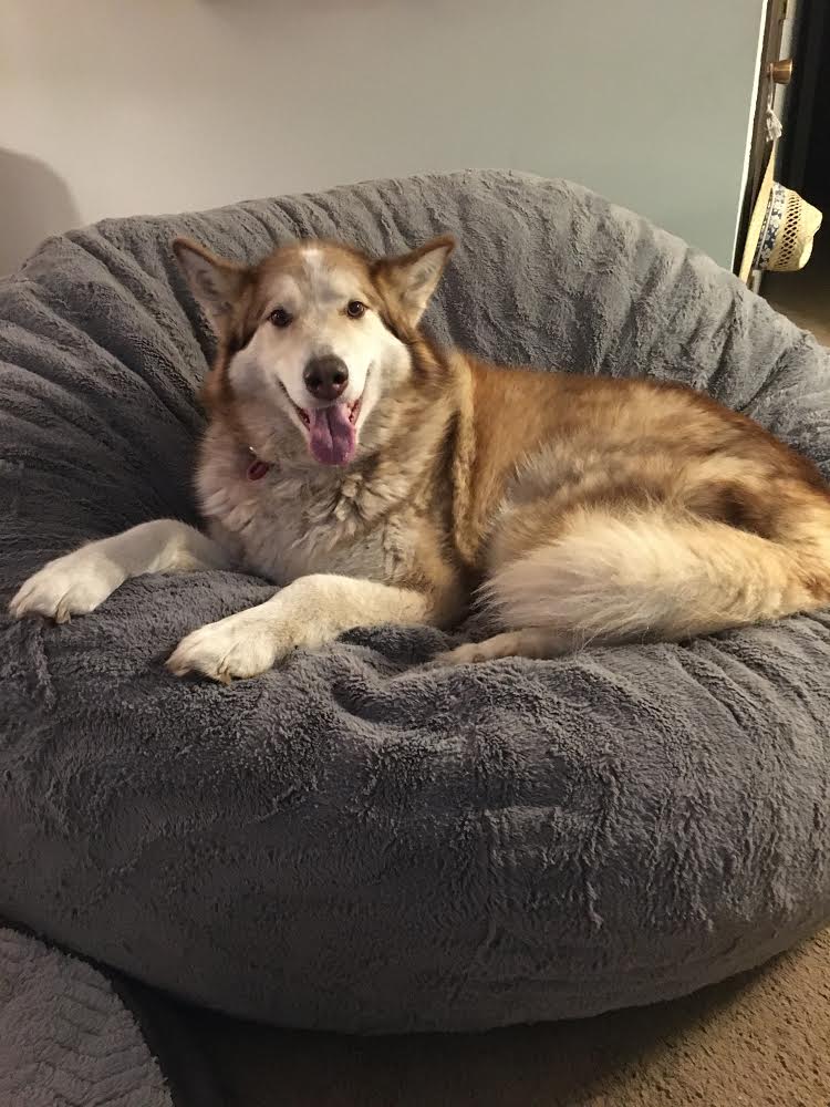 dog-image