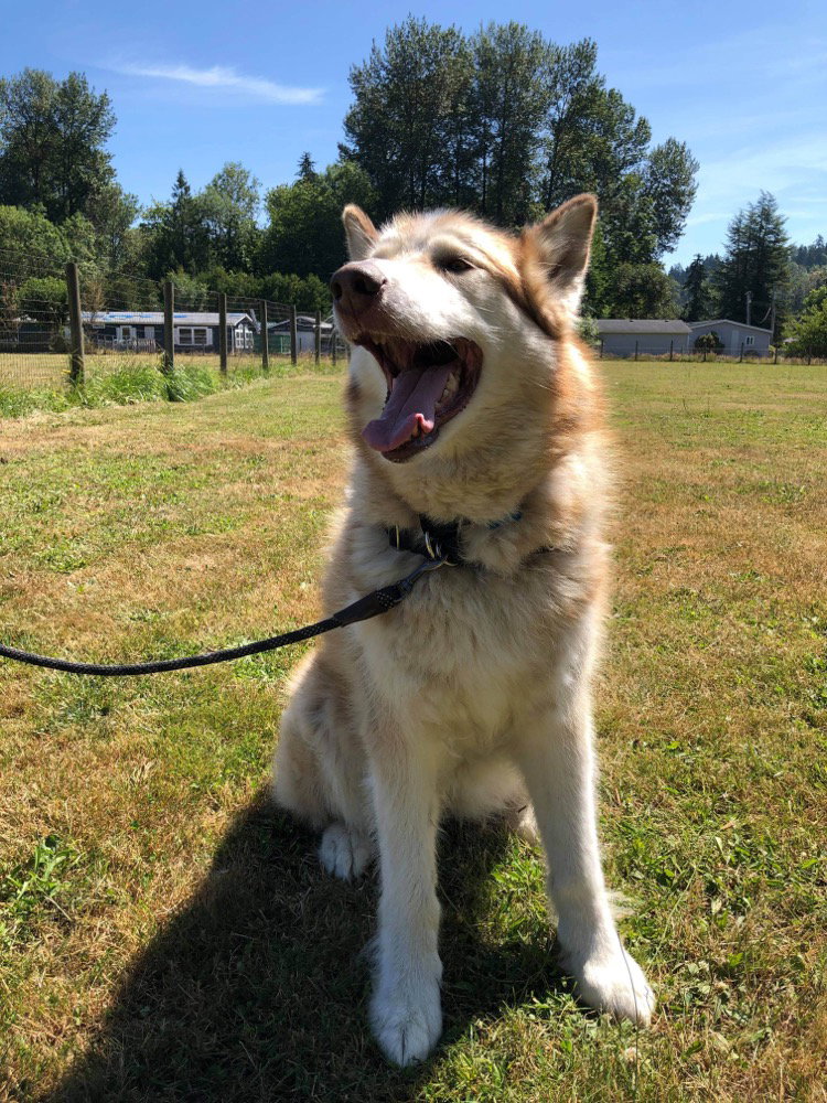 dog-image