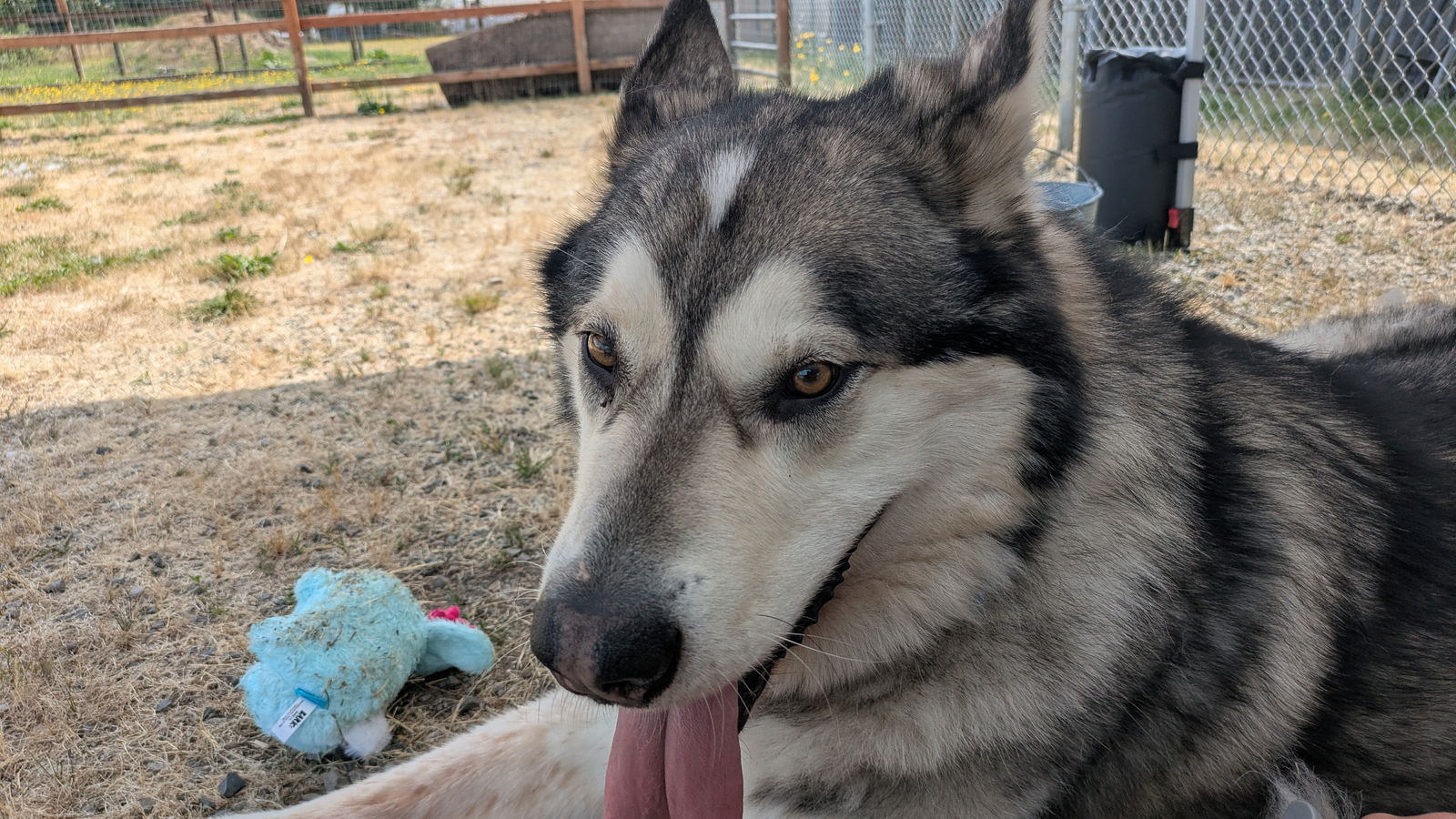 adoptable Dog in Puyallup, WA named TOGO