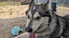 adoptable Dog in  named TOGO