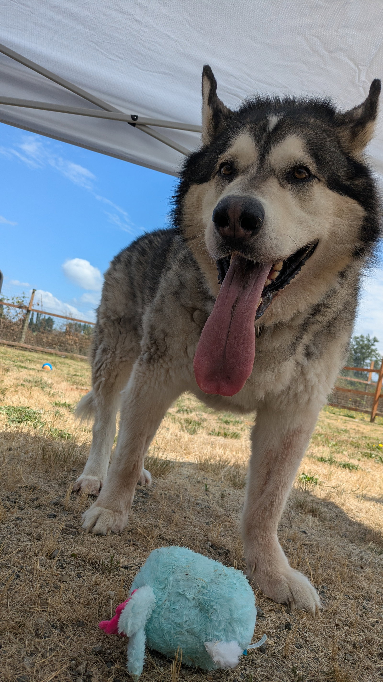 dog-image