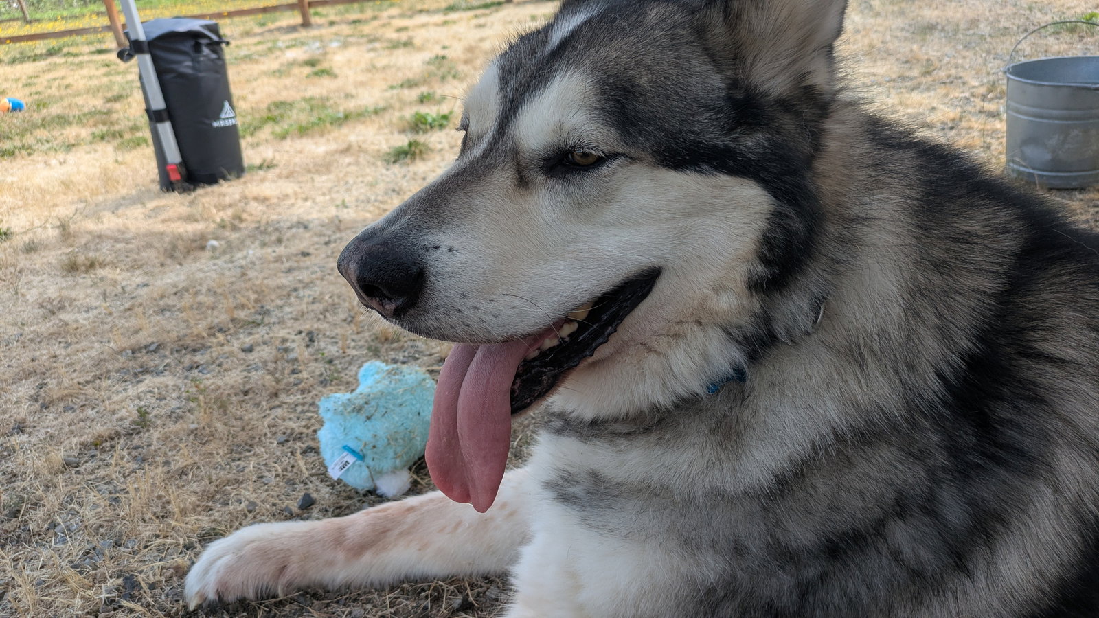dog-image